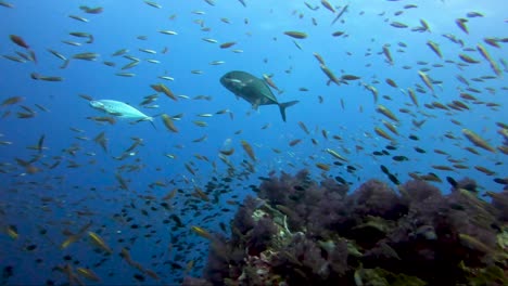 jackfish parts the way