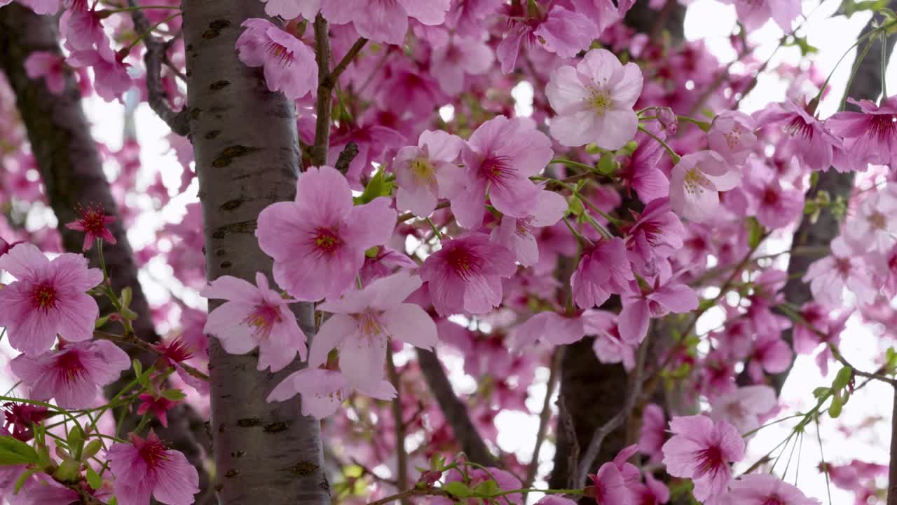 Incredible closeup of beautiful vibrant pink Sakura trees in full bloom