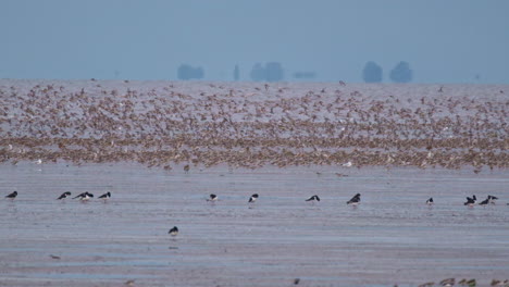 wide shot of birds in water and land at snettisham nature reserve, norfolk uk, slow motion, 4k