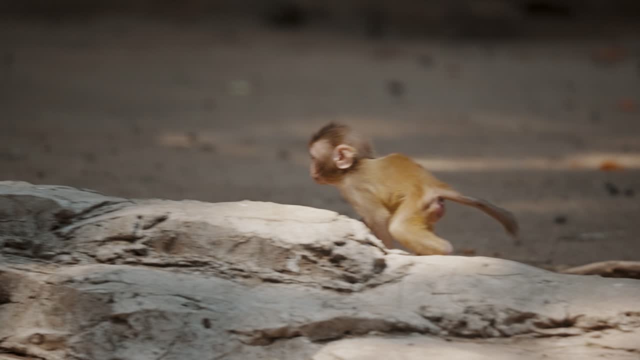 飛び跳ねるアカゲザルの赤ちゃんの様子 - スローモーション