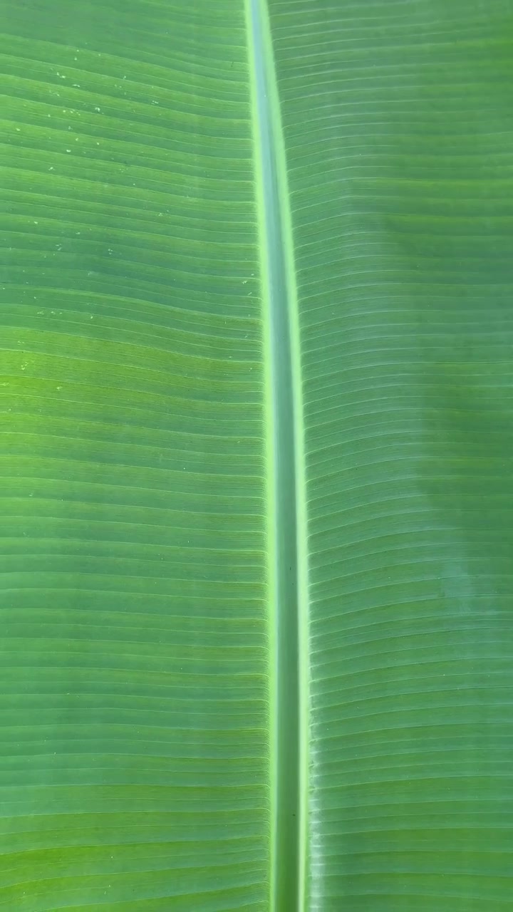 Close-up of a Vibrant Green Banana Leaf Texture