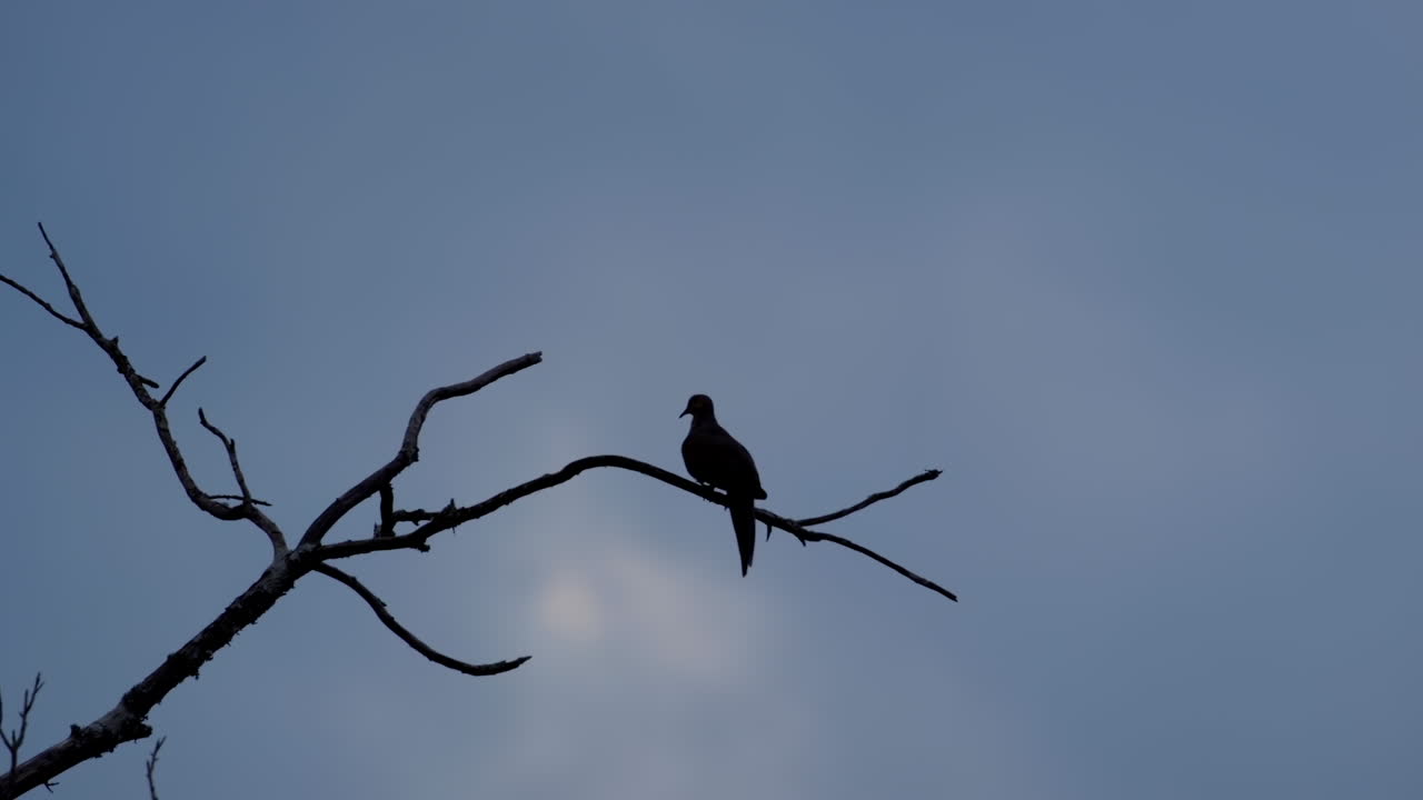 잎이 없는 나뭇가지에 앉아 있는 작은 새의 실루엣