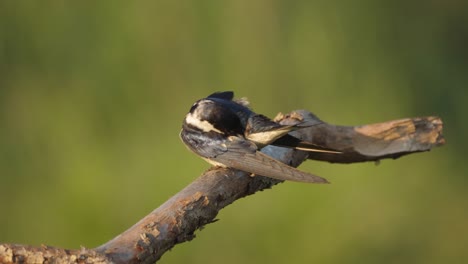 Pájaro-De-Golondrina-De-Garganta-Blanca-Acicalándose-Las-Plumas-De-Las-Alas-Mientras-Está-Posado-En-Una-Rama