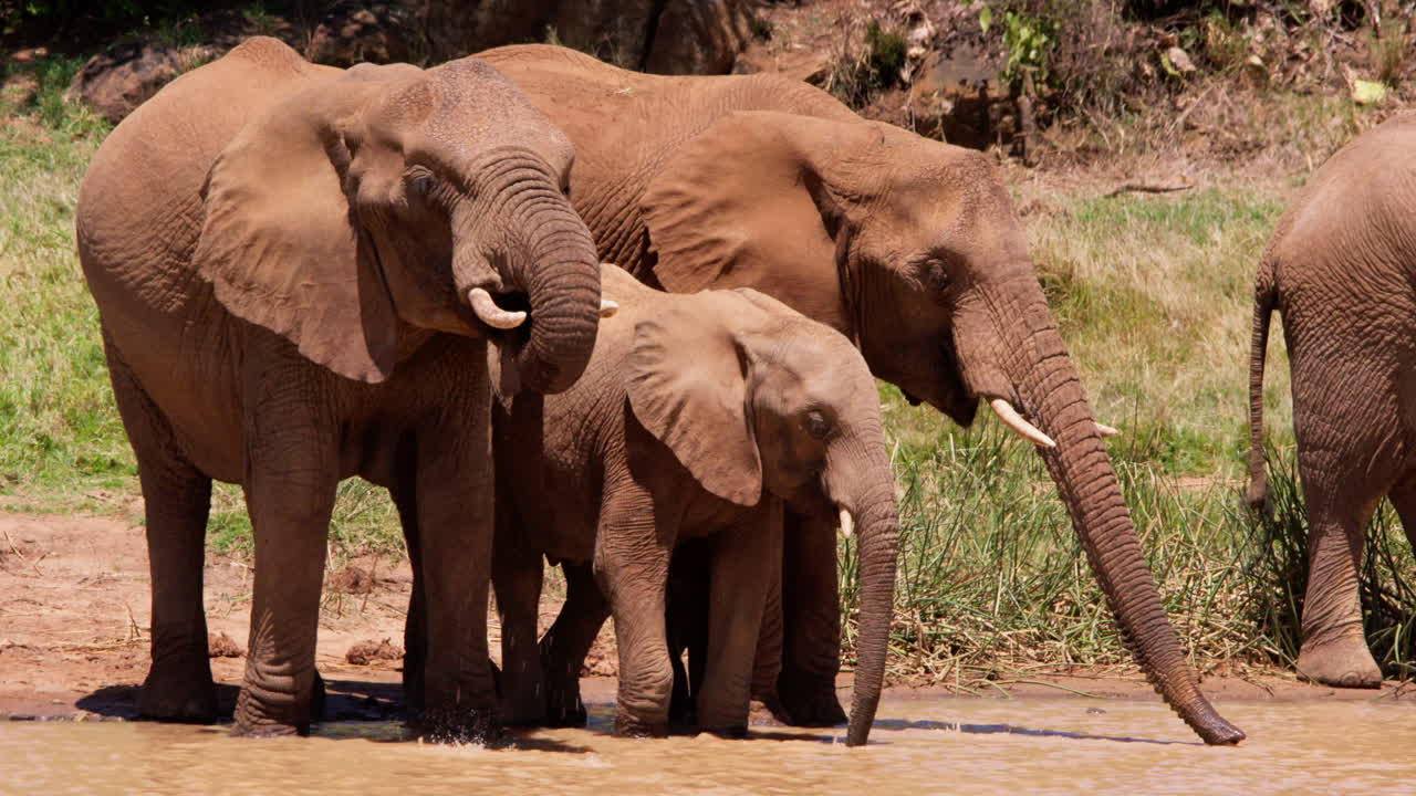 Filhote de elefante-da-savana-africano bebendo em um charco.