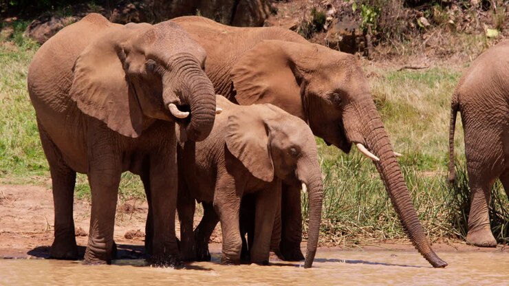 Filhote de elefante-da-savana-africano bebendo em um charco.