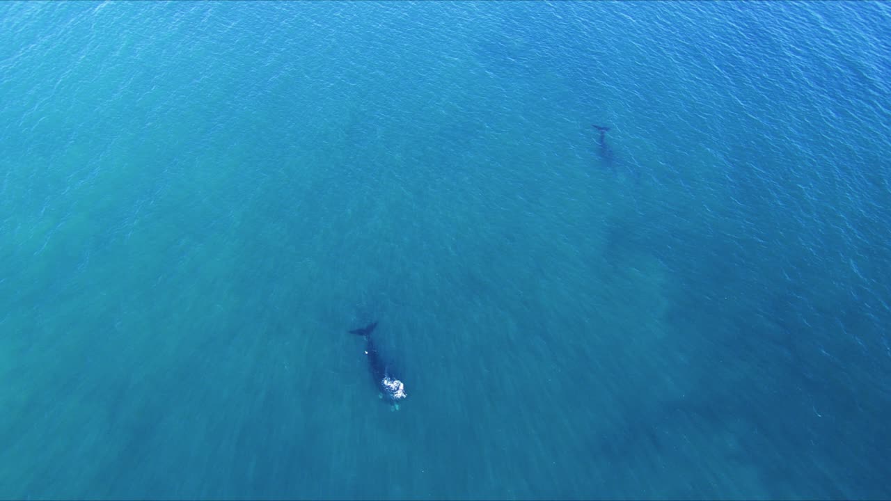 파타고니아의 광대한 바다에서 수영하는 고래 - 공중 광각 궤도 발사