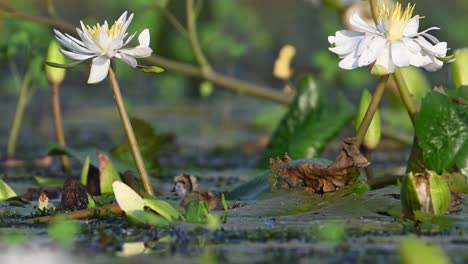 chicks of pheasant tailed jacana hiding herself with leaf