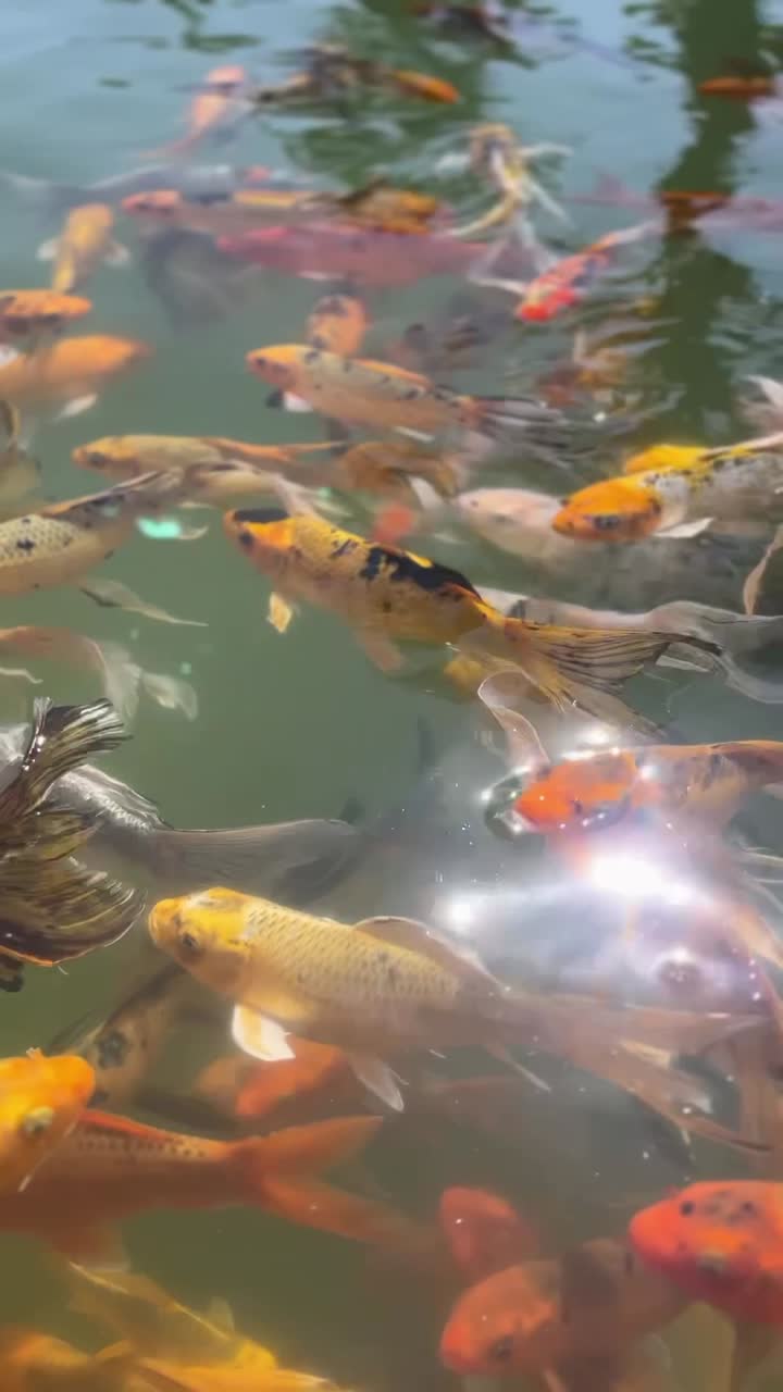 A view of a group of fishes in the Lake, close up shot