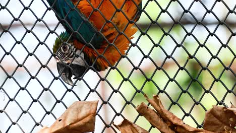 guacamayo en una jaula