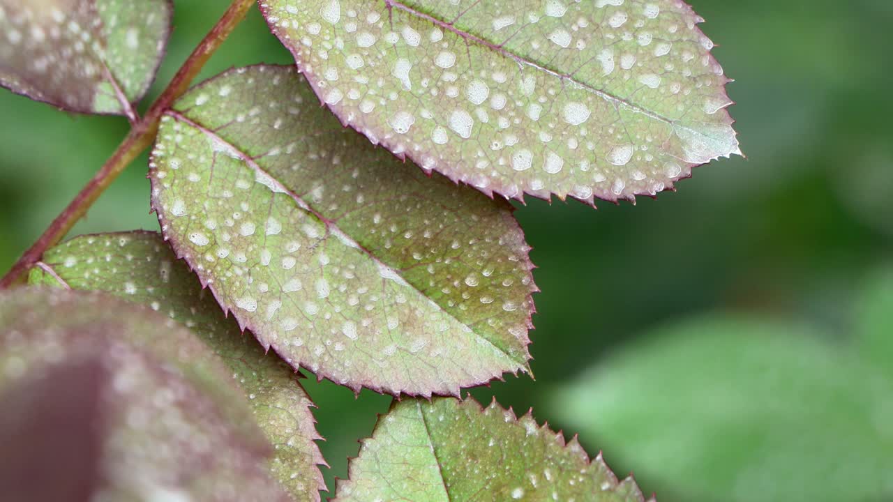 la hermosa vista en yokohama