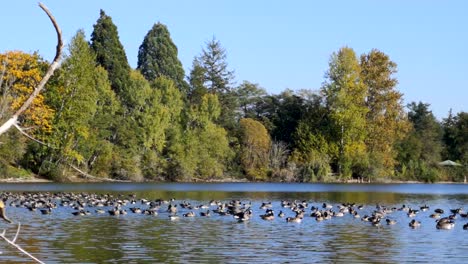 flock of beautiful ducks on the quiet waughop lake in washington - wide