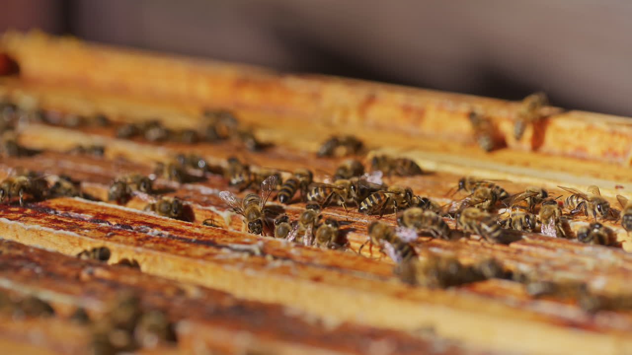 View of Concentrated Bees in Hive