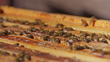 Blick-Auf-Konzentrierte-Bienen-Im-Bienenstock