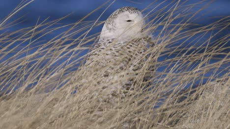 snowy owl resting among tall golden grass on a clear winter day with blue sky background