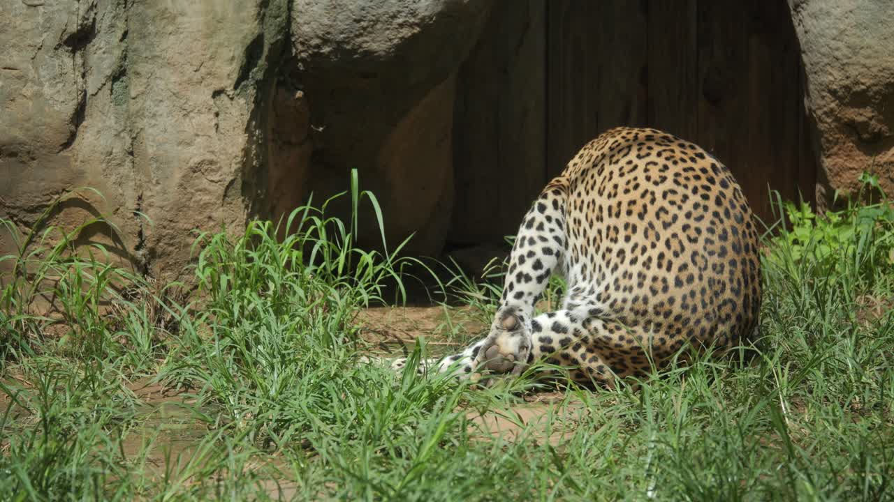 African leopard rolls and plays on the grass, showcasing its distinctive coat pattern