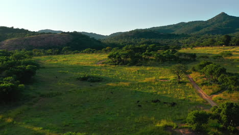 blue wildebeest grazing on the grassland at sunrise in private game reserve, south africa