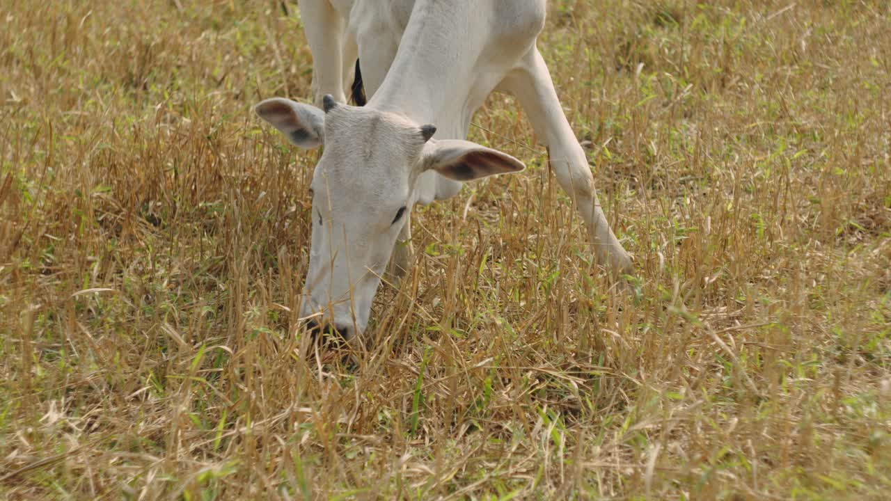 에서 만족 스럽게 먹이를 먹고 있는 여우 의 클로즈업