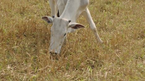 primer plano de una novilla pastando contenta en el campo