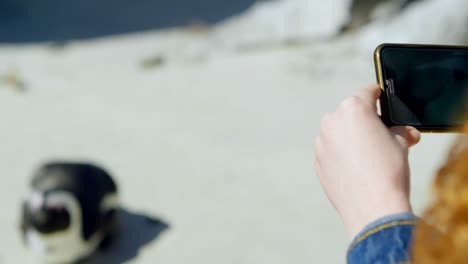 mujer tomando fotos de pingüino con teléfono móvil 4k