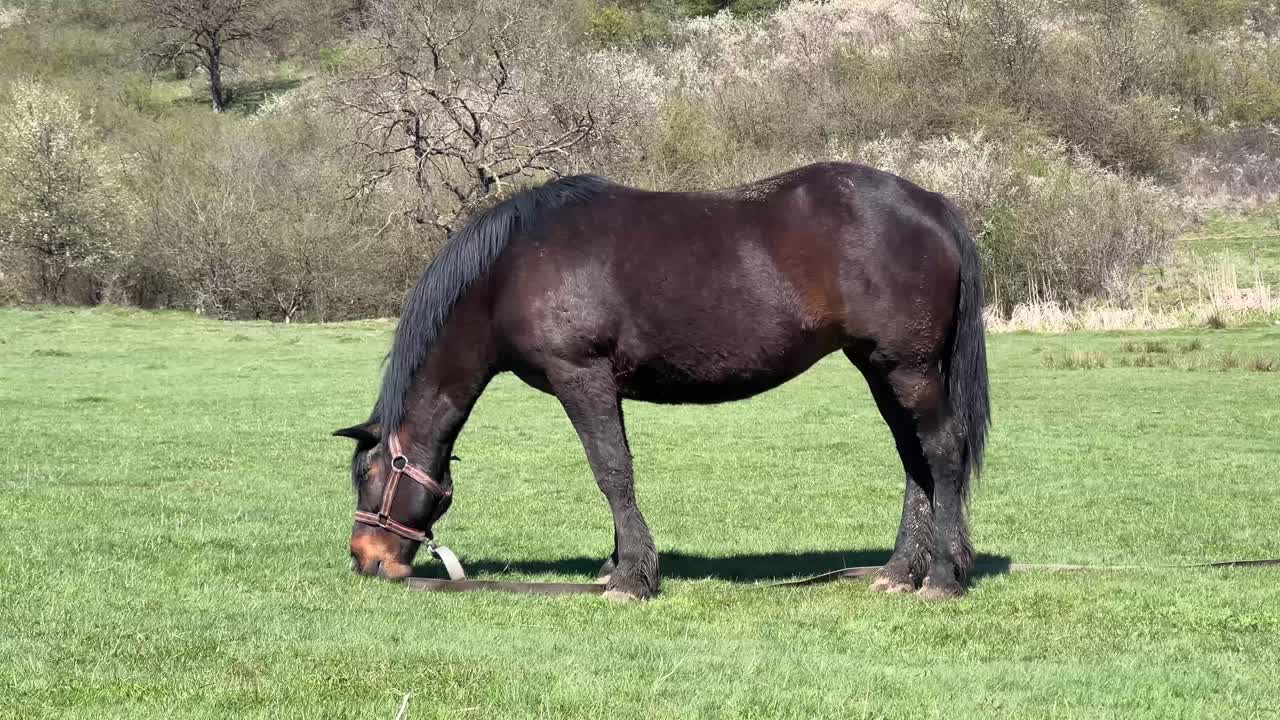 A dark horse eating fresh green grass on a green field on a sunny day in spring.