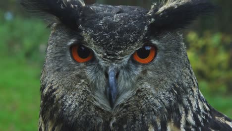 cerrar toma en cámara lenta de una cara de búho con hermosos ojos naranjas en la naturaleza con plumas marrones, sentado y mirando 4k