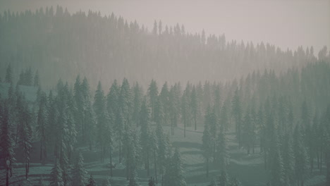 Misty-fog-in-pine-forest-on-mountain-slopes