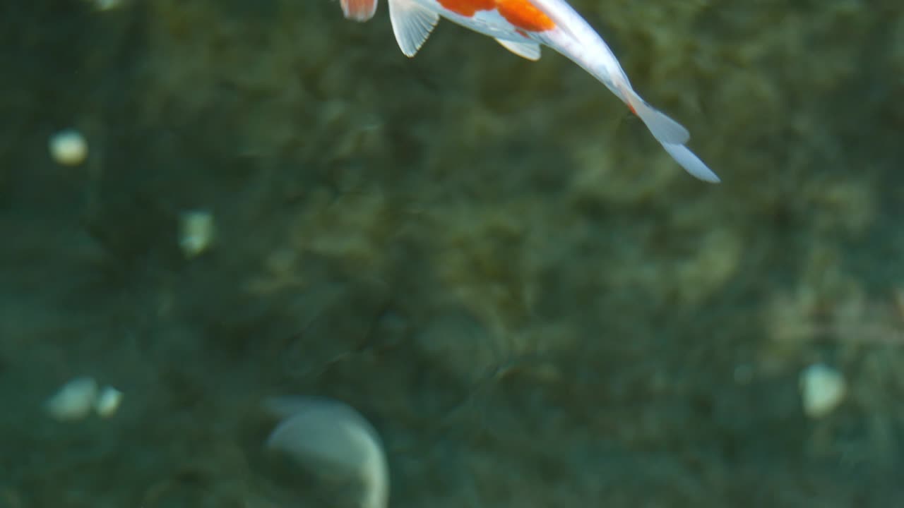 코이 물고기, 멋진 카프가 위에 수영하고 있습니다.