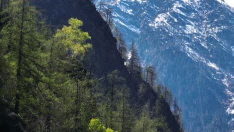 mountain landscape with trees and snow