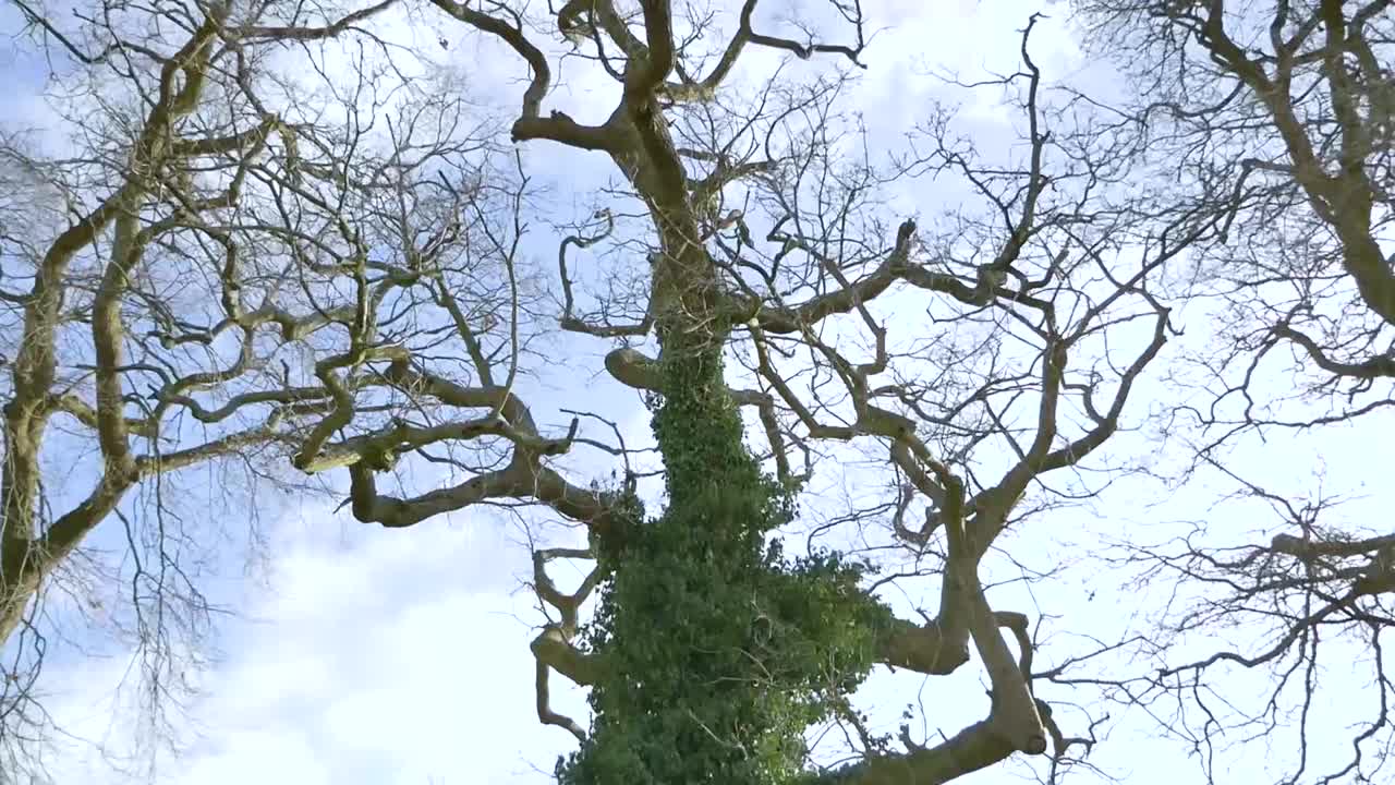Great trees given new meanings with moss