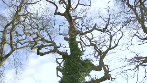 great trees given new meanings with moss