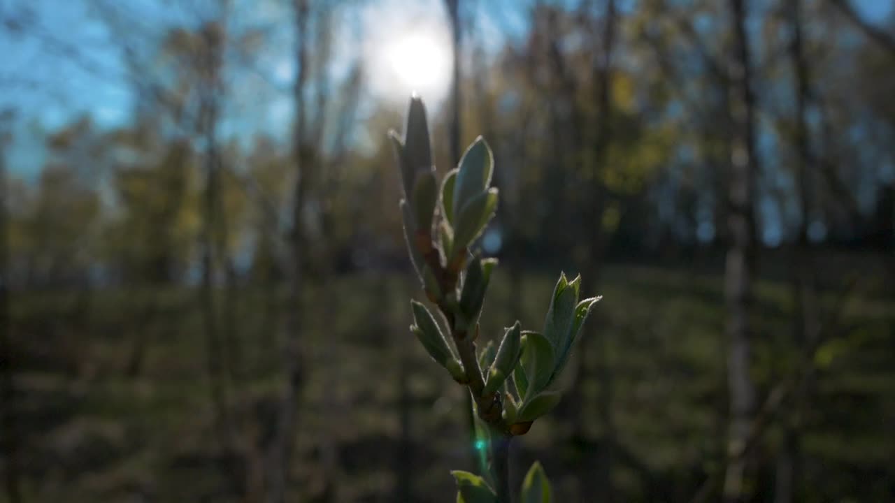 Makrokuva tuulessa huojuvasta kukkasta