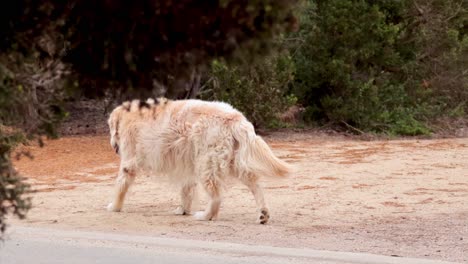 an elderly golden retriever walking in a natural setting