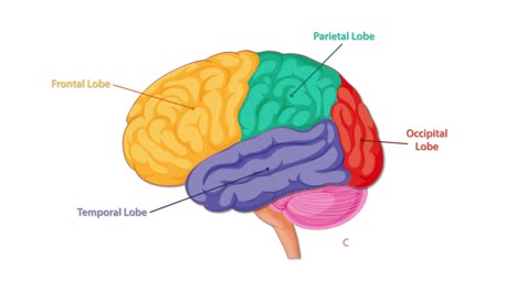 colorful side-view animation sequentially highlights and labels the human brain’s lobes and regions, using smooth transitions and clear educational graphics on a white background