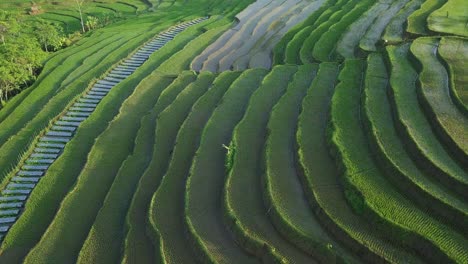 Un-Dron-Suave-Hacia-Adelante-Disparó-Un-Hermoso-Patrón-De-Campo-De-Arroz-Verde-Inundado-En-Terrazas-Que-Sembró-Con-Una-Pequeña-Planta-De-Arroz-Joven-En-La-Mañana