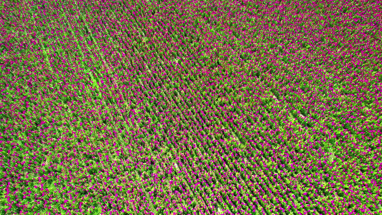vista lateral de un campo de flores de una de las flores que se encuentran en dia de los muertos, terciopelo, también llamado celosia argentea