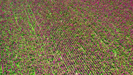 vista lateral de un campo de flores de una de las flores que se encuentran en dia de los muertos, terciopelo, también llamado celosia argentea