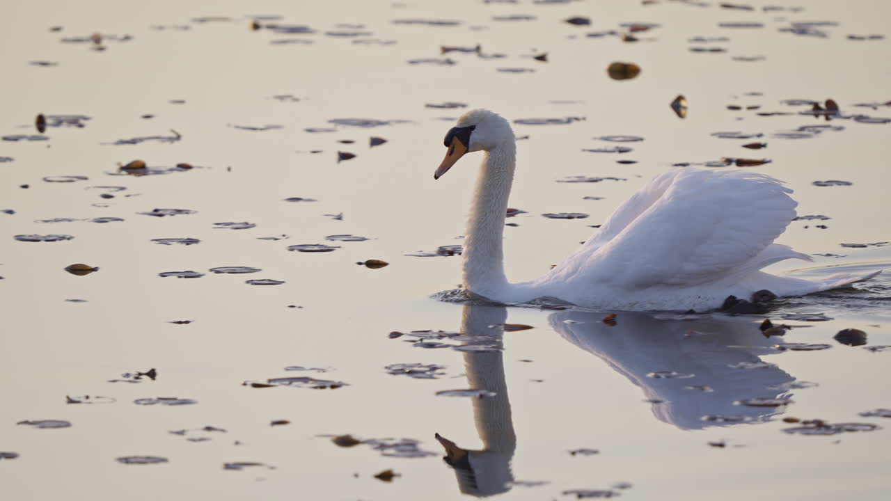 A group of baby swans, or cygnets, embark on their first swim with their mother at dawn in a pond.