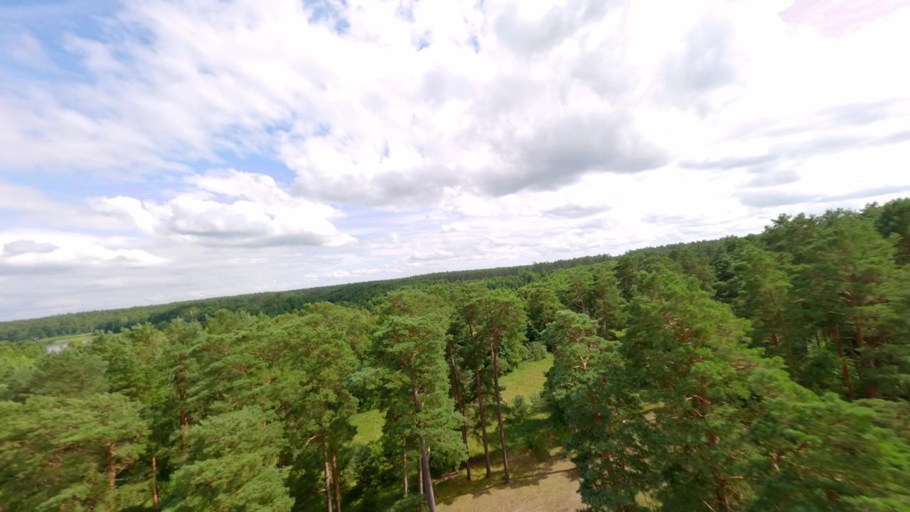 Dynamic aerial perspective flying through tall pine trees in a vibrant green forest under a cloudy sky. Suitable for sustainability and ecofriendly travel content.