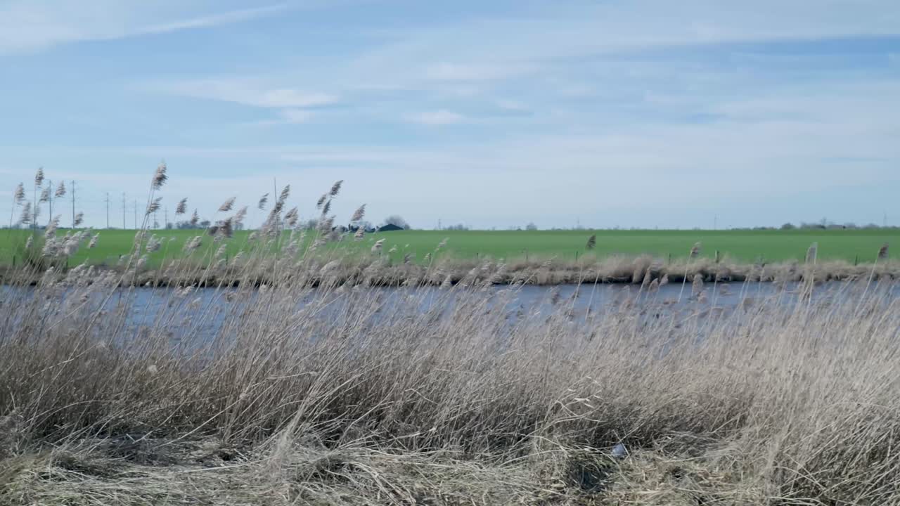 Dry Reeds Swaying in Wind by a Canal with Green Fields