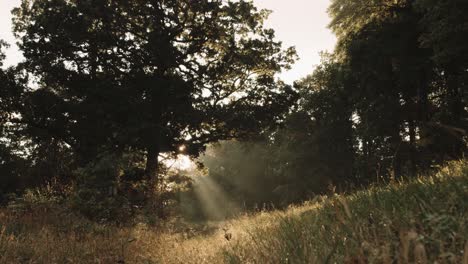 Lichtstrahlen-Treffen-In-Der-Morgensonne-Auf-Einen-Baum