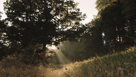 lightrays hitting a tree in the morning sun
