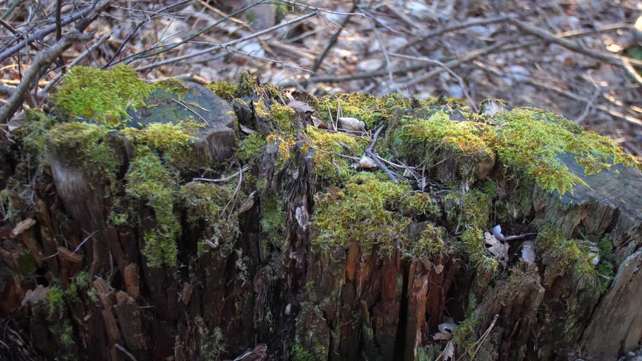 vieja raíz de árbol cubierta de musgo en el bosque
