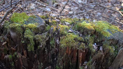 Old-tree-root-covered-with-moss-in-the-forest