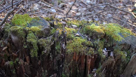 vieja raíz de árbol cubierta de musgo en el bosque