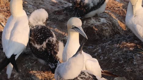 Northern-gannets-–-Morus-bassanus---on-the-red-cliffs-of-the-German-offshore-island-of-Heligoland,-Schleswig-Holstein,-Germany,-Europe