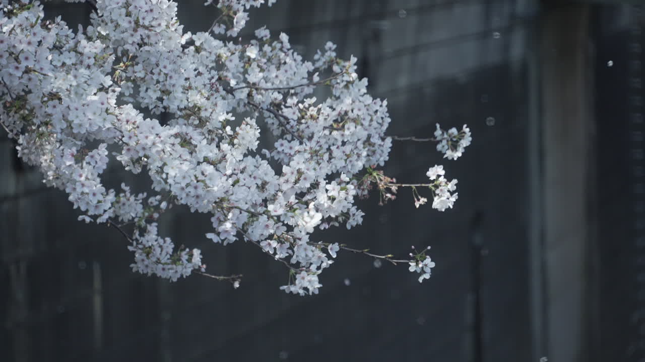 春に満開の美しく小さな桜の花 – ミディアムショット