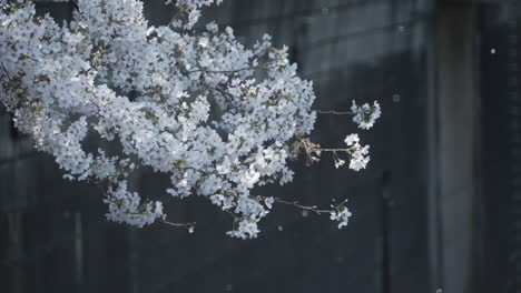 beautiful and tiny cherry blossom flowers in full bloom in spring - medium shot