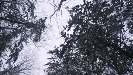 slow-motion spinning shot of a forest canopy looking up in winter during snowfall