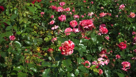 salaspils, latvia - july 20, 2024. national botanic garden. the floribunda rose, variety 'abracadabra', grows in a flowerbed and captivates with its stunning bicolor blooms with white and red streaks.