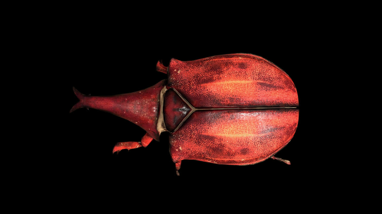 Top View Of Rhino Beetle Walking